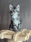 Rocket male / reserved for Emma