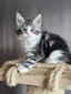Betsy female polydactyl/ available
