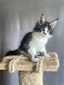 Banner male/ available
