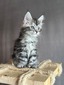 June female polydactyl/ available