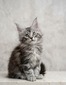 Penelope silver female/ available