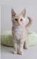Roxy cream female/ available
