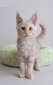 Roxy cream female/ reserved for Becky