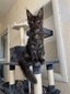 Olive black smoke male/ reserved for Dawn