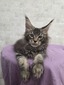 Donald male/ available