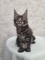 Dan male/ available