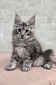 Daina female/ available
