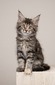 Pumpkin tortie female/ available