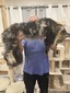 Bruno Dobrev Coons