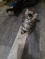 Beverly tortie / reserved for Altaire