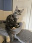 Angelique female/ reserved for Patience 