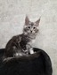 Dolly female/ available