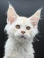 White Cream male / available