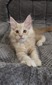 Benjamin male/ available