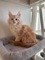 Gouda male/ available