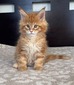 Nacho male/ available