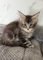 Hunter male/ reserved for Derek