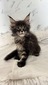 Harley male/ reserved for Ben