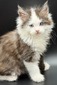 Marco blue eyes male/ available