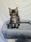 Travis male/ available