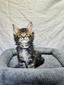 Troy male/ available