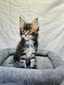Theo male/ available