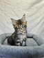Tina female/ available