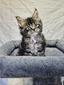 Trina female/ available