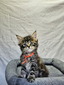 Milo male/ available