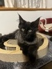 Simba /black smoke male/SOLD to Liz