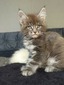 Thor reserved for Michelle/ blue tabby