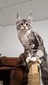 Zarri / silver with white girl/ reserved for Garret