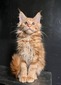 Albert /red boy/reserved for Anthony and Rosa IL