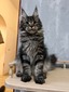 Serena /silver female /reserved for Tony and Marco