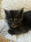 Black smoke  male/ reserved for Stuart MN