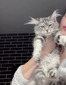 Atos /silver girl/reserved