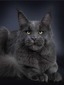 Giperboraya James (Diva Voice Cattery)