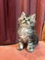 silver male/ reserved for Zach