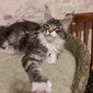 Male / available