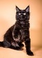Elvira /Black female2/sold