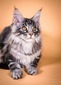 Oscar/ silver male /reserved for Heather and Andrew