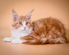 Ozzi /red with white male/ reserved for Jill 