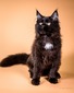 Darina /female / reserved