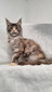 Gracia /female reserved for Staci/SOLD