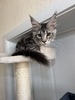 Amur male/ available