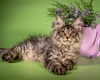 Kevin Clawstner male/ reserved for Kaleena/SOLD