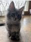 Silver tabby polydactyl/ reserved for Michelle /SOLD