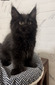 Draco/ Black girl polydactyl / reserved for Gerson Cruz/SOLD