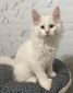 Glacier /White kitten blue eyes polydactyl boy/ reserved for  Sara 