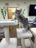Peaches female available/available